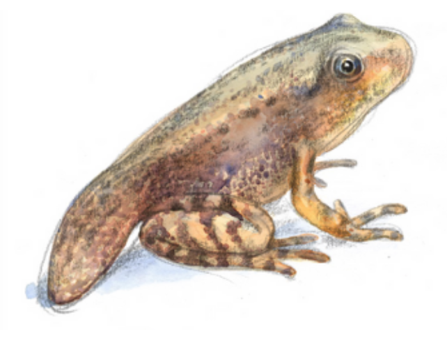 Accompagnez les premiers pas d'une grenouille rousse