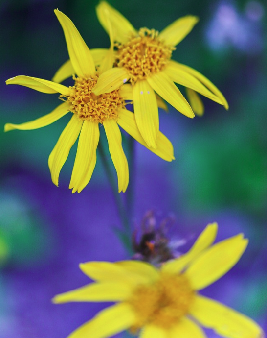 Plantes sauvages comestibles de montagne et leurs vertus !