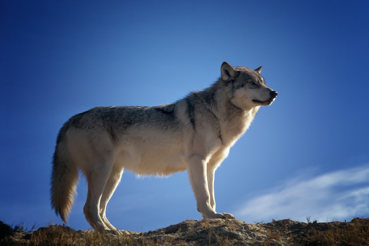 Sur la trace des loups