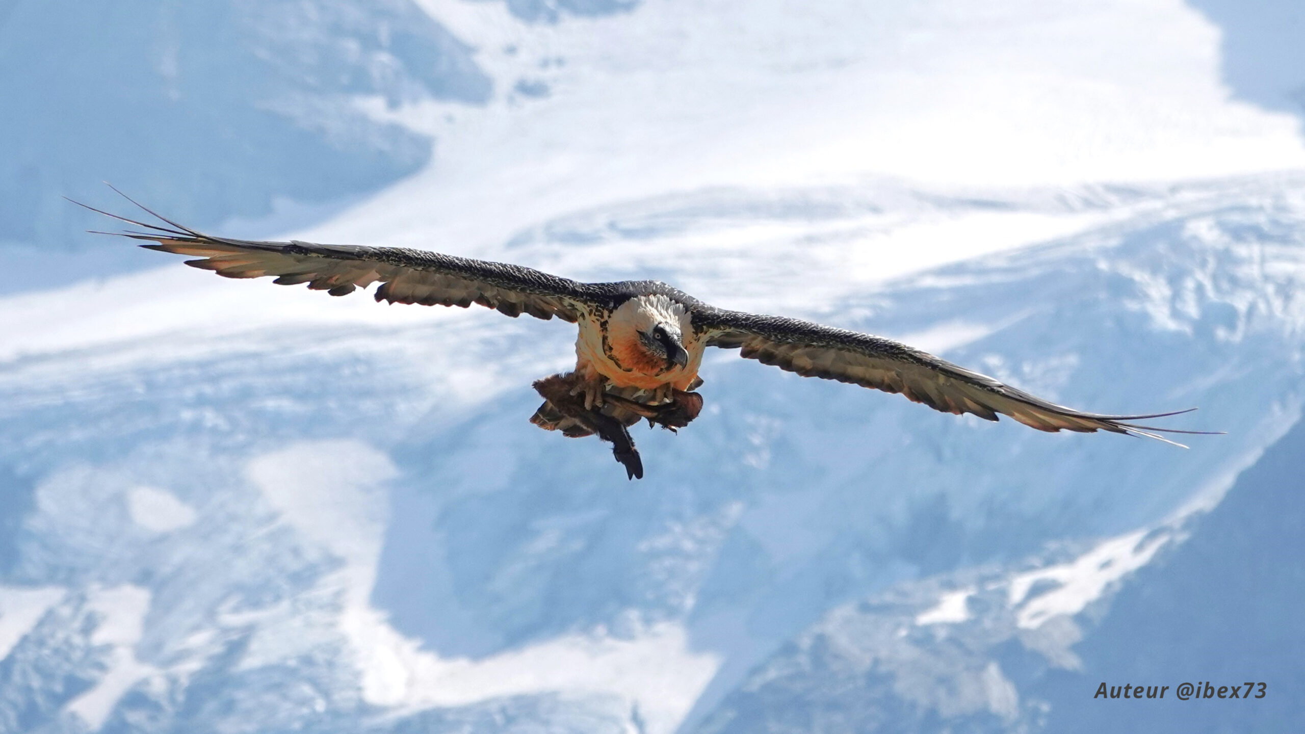 L'Oisans, ses rapaces et ses oiseaux chanteurs