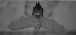 Chauve-souris caméra infrarouge